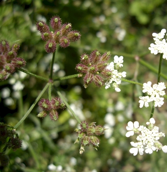 Pflanzenbild gross Wald-Borstendolde - Torilis japonica
