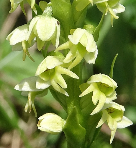 Pflanzenbild gross Weisszunge - Pseudorchis albida