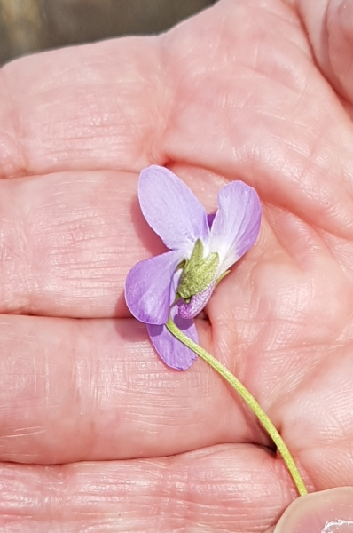 Pflanzenbild gross Behaartes Veilchen - Viola hirta