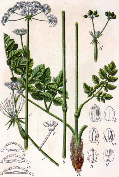 Pflanzenbild gross Hirschwurz - Peucedanum cervaria