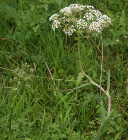 Pflanzenbild gross Hirschwurz - Peucedanum cervaria
