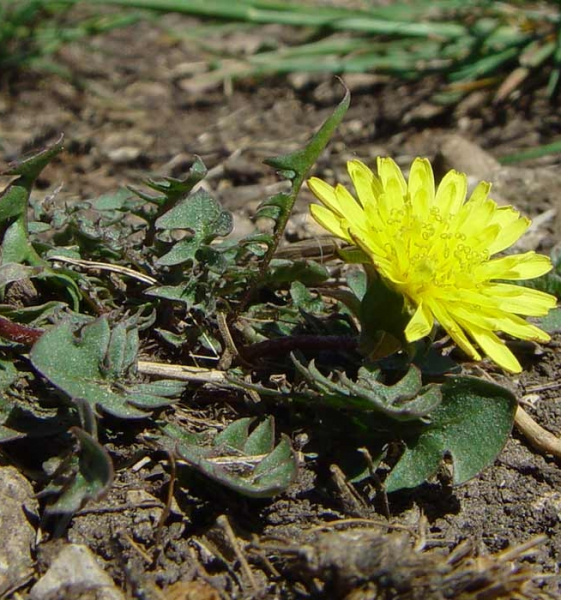 Pflanzenbild gross Glatter Löwenzahn - Taraxacum laevigatum aggr.