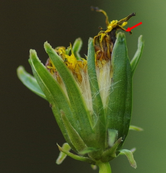 Pflanzenbild gross Glatter Löwenzahn - Taraxacum laevigatum aggr.
