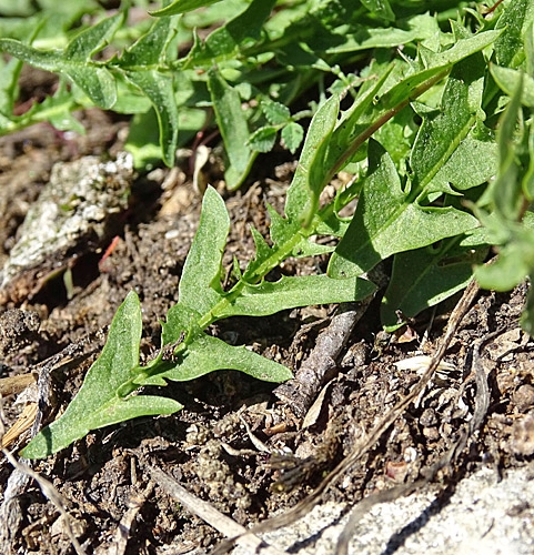 Pflanzenbild gross Glatter Löwenzahn - Taraxacum laevigatum aggr.