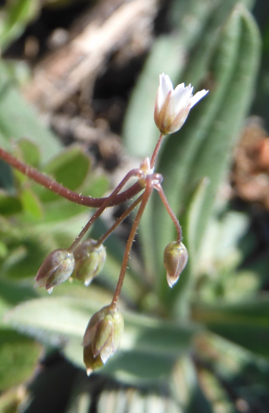 Pflanzenbild gross Spurre - Holosteum umbellatum
