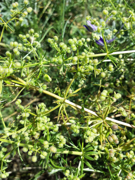 Pflanzenbild gross Falsches Kletten-Labkraut - Galium spurium