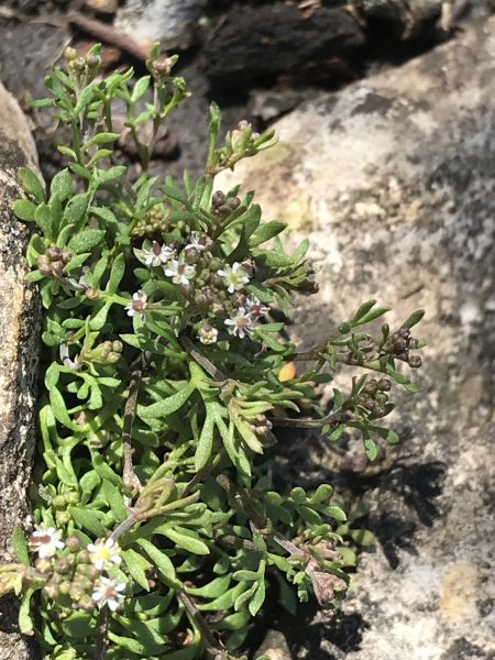 Pflanzenbild gross Steinkresse - Hornungia petraea