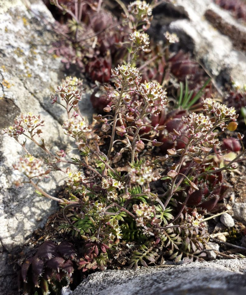 Pflanzenbild gross Steinkresse - Hornungia petraea