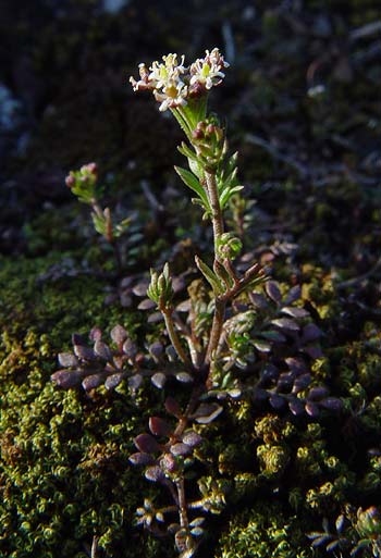 Pflanzenbild gross Steinkresse - Hornungia petraea