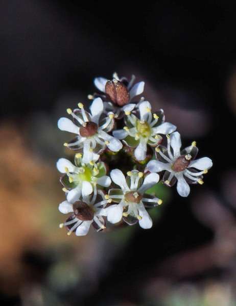 Pflanzenbild gross Steinkresse - Hornungia petraea