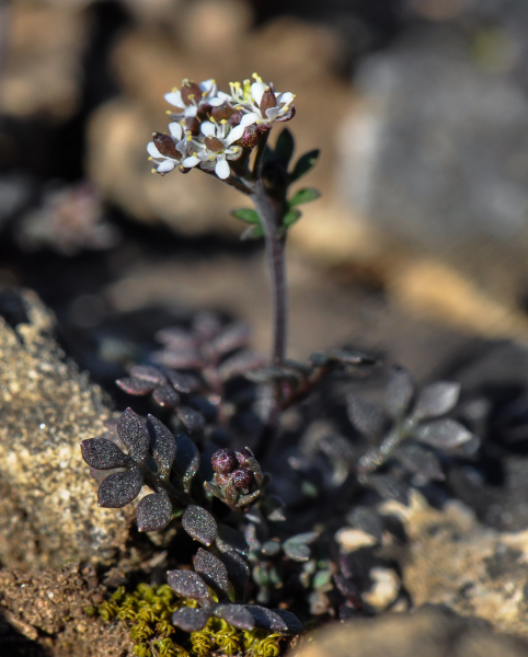 Pflanzenbild gross Steinkresse - Hornungia petraea