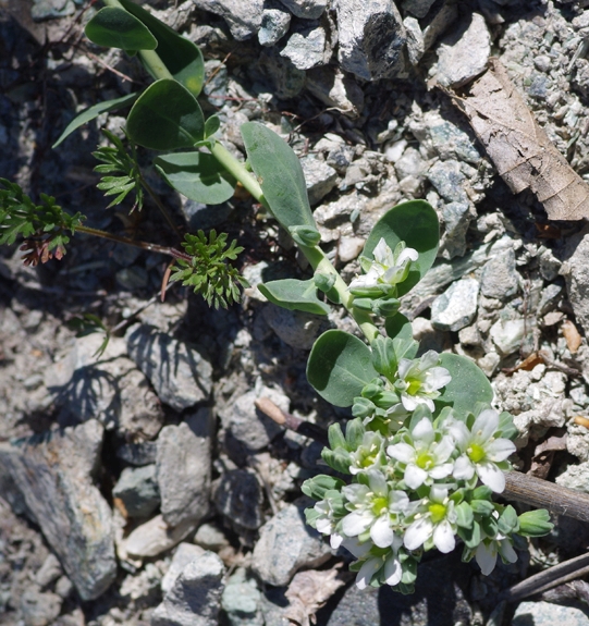 Pflanzenbild gross Zierspark - Telephium imperati