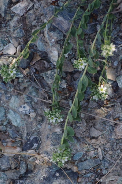 Pflanzenbild gross Zierspark - Telephium imperati