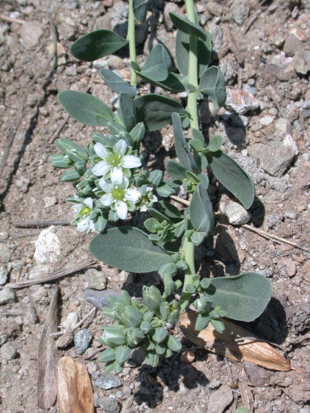 Pflanzenbild gross Zierspark - Telephium imperati