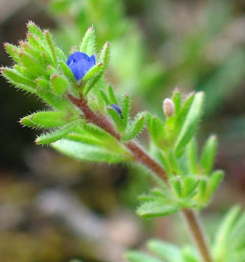 Pflanzenbild gross Dillenius' Ehrenpreis - Veronica dillenii