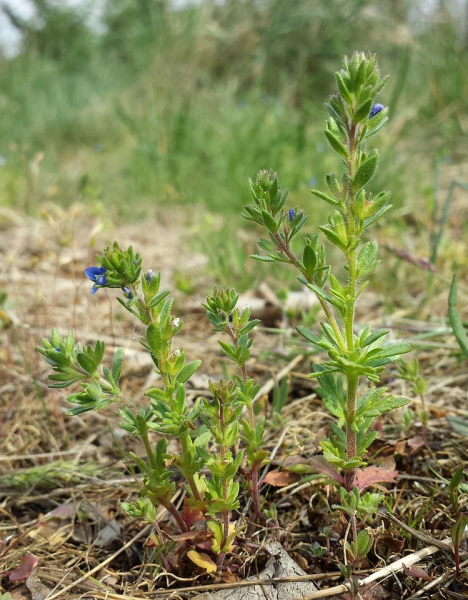 Pflanzenbild gross Dillenius' Ehrenpreis - Veronica dillenii