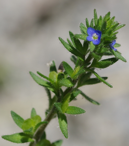 Pflanzenbild gross Dillenius' Ehrenpreis - Veronica dillenii