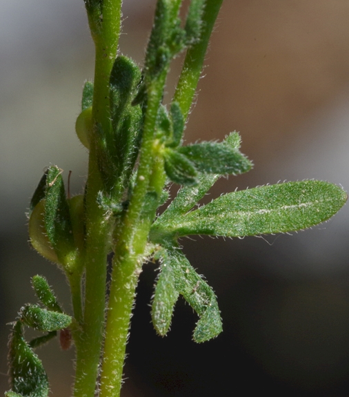 Pflanzenbild gross Dillenius' Ehrenpreis - Veronica dillenii