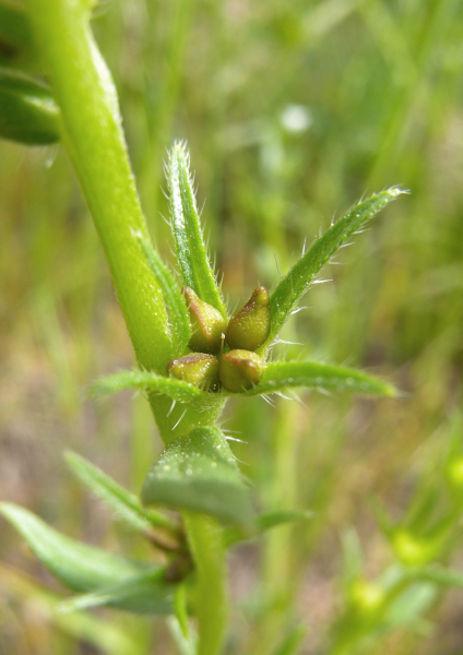 Pflanzenbild gross Acker-Steinsame - Buglossoides arvensis