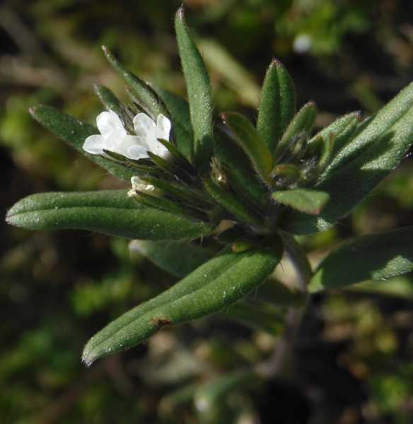 Pflanzenbild gross Acker-Steinsame - Buglossoides arvensis