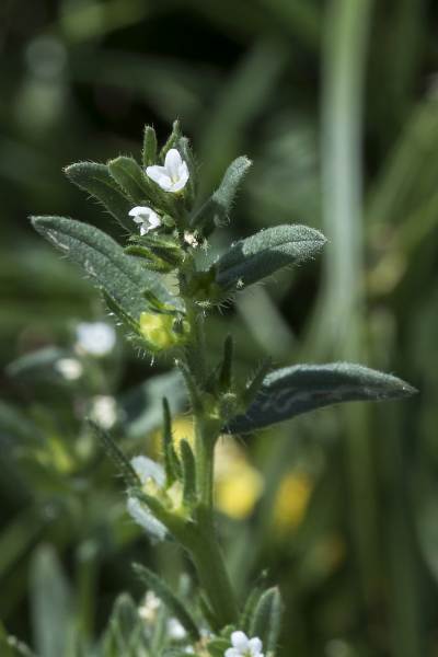 Pflanzenbild gross Acker-Steinsame - Buglossoides arvensis