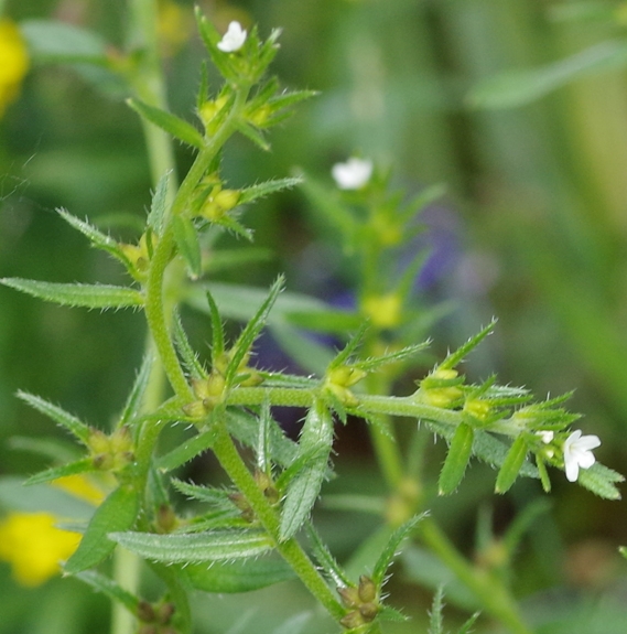 Pflanzenbild gross Acker-Steinsame - Buglossoides arvensis