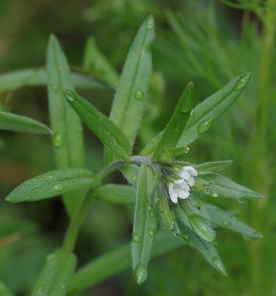Pflanzenbild gross Acker-Steinsame - Buglossoides arvensis