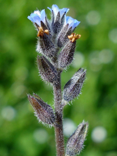 Pflanzenbild gross Sand-Vergissmeinnicht - Myosotis stricta