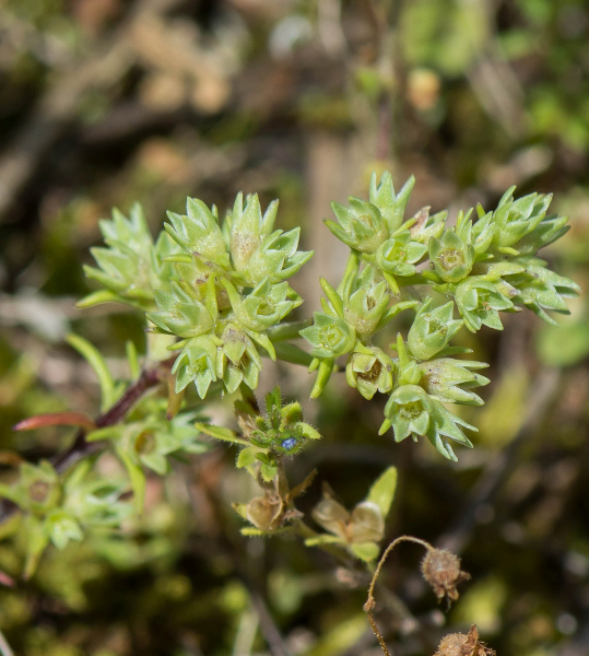 Pflanzenbild gross Einjähriger Knäuel - Scleranthus annuus
