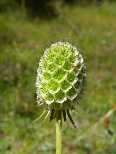Pflanzenbild gross Südliche Skabiose - Scabiosa triandra