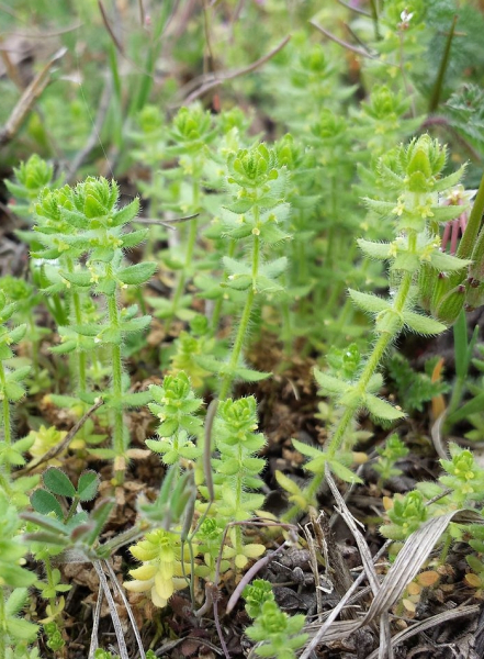 Pflanzenbild gross Piemonteser Kreuzlabkraut - Cruciata pedemontana