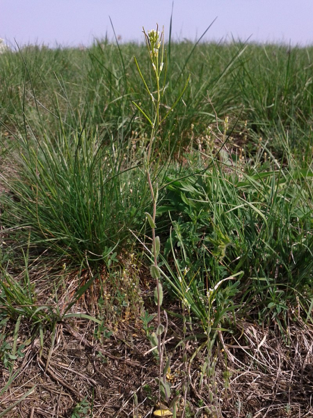 Pflanzenbild gross Öhrchen-Gänsekresse - Arabis auriculata