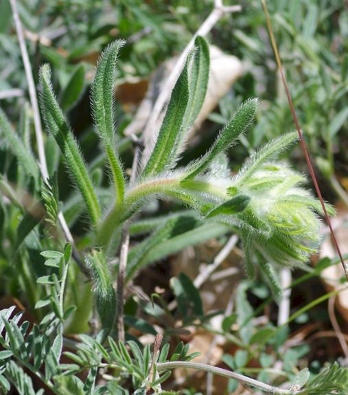 Pflanzenbild gross Schweizer Lotwurz - Onosma helvetica
