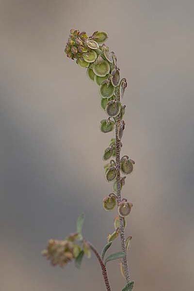 Pflanzenbild gross Schildschötchen - Clypeola jonthlaspi