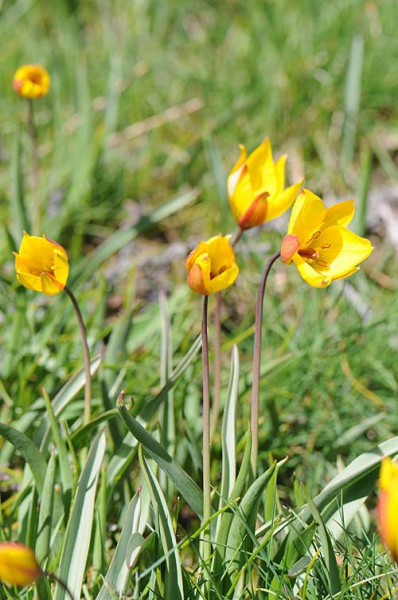 Pflanzenbild gross Südliche Weinberg-Tulpe - Tulipa sylvestris subsp. australis