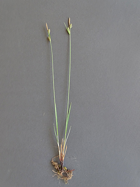 Pflanzenbild gross Filz-Segge - Carex tomentosa