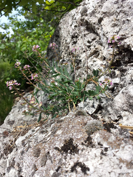 Pflanzenbild gross Steintäschel - Aethionema saxatile