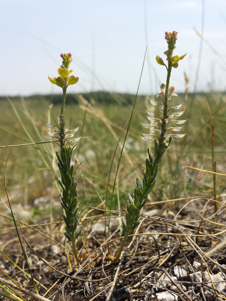 Pflanzenbild gross Steintäschel - Aethionema saxatile