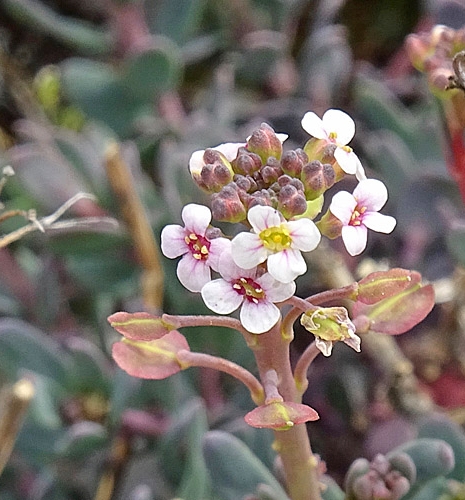 Pflanzenbild gross Steintäschel - Aethionema saxatile
