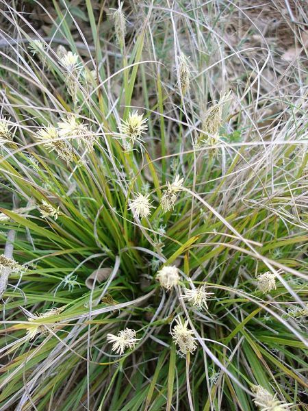 Pflanzenbild gross Hallers Segge - Carex halleriana