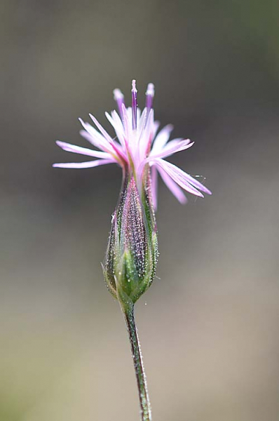 Pflanzenbild gross Gemeiner Schlupfsame - Crupina vulgaris