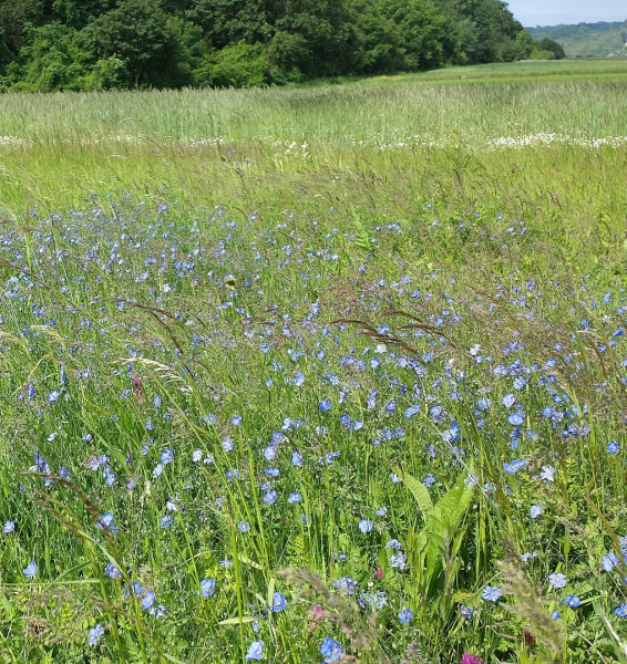 Pflanzenbild gross Österreicher Lein - Linum austriacum