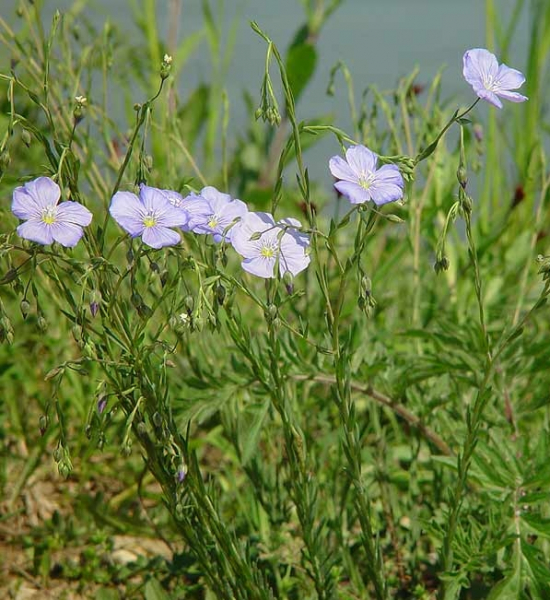 Pflanzenbild gross Österreicher Lein - Linum austriacum