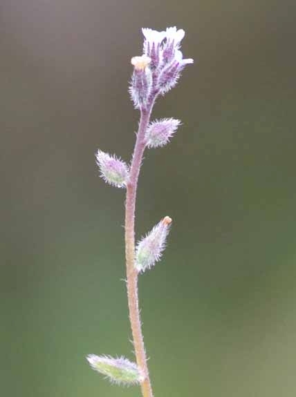 Pflanzenbild gross Sand-Vergissmeinnicht - Myosotis stricta