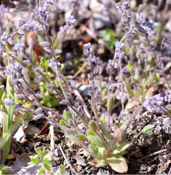 Pflanzenbild gross Sand-Vergissmeinnicht - Myosotis stricta