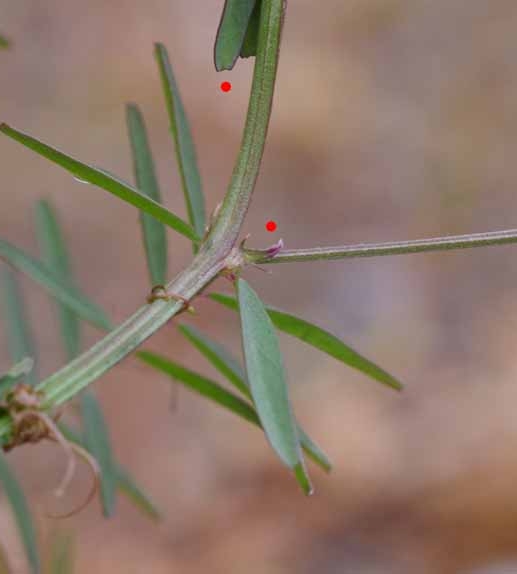 Pflanzenbild gross Behaarte Wicke - Vicia hirsuta