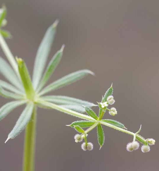 Pflanzenbild gross Falsches Kletten-Labkraut - Galium spurium