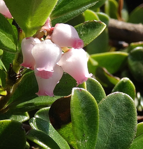 Pflanzenbild gross Immergrüne Bärentraube - Arctostaphylos uva-ursi