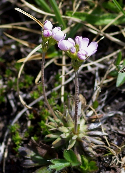 Pflanzenbild gross Fleischroter Mannsschild - Androsace puberula