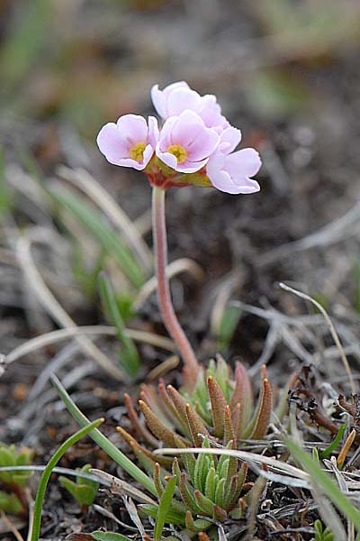 Pflanzenbild gross Fleischroter Mannsschild - Androsace puberula